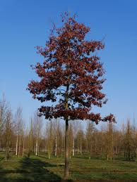 Image result for Rourea coccinea