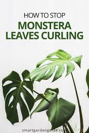 6 Ways To Stop Monstera Leaves Curling Smart Garden Guide Monstera Monstera Leaf Smart Garden