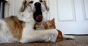 Cat Pulls On A Dog S Tongue When He Yawns Google Funny Animal Videos Funny Animals Dog Gifs