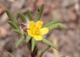 Image result for Portulacaceae