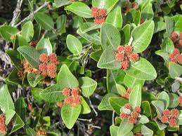 Image result for Cunoniaceae