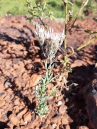 Image result for Polycarpaea