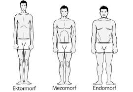 Vucut Tipleri Ektomorf Mezomorf Ve Endomorf Vucut Tipleri Egzersiz Vucut Gelistirme