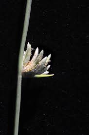 Image result for Cyperus laevigatus