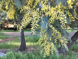 Image result for Acacia dealbata