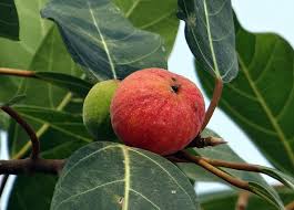 Check spelling or type a new query. Royalty Free Fig Tree Leaves Photos Free Download Pxfuel