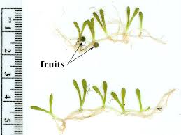 Image result for Phrymaceae