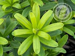 Image result for Synandrodaphne