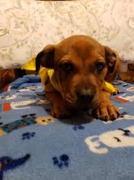 New york city area animal shelters and rescue groups are full of loving, beautiful cats, dogs, rabbits, and other animals in need of homes. Adopt Manny On Petfinder Labrador Retriever Labrador Retriever Puppies Pet Adoption