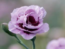 Image result for Dianthus