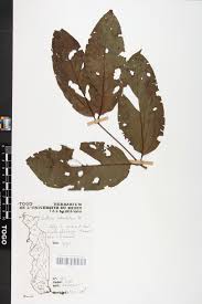 Image result for Psydrax subcordata