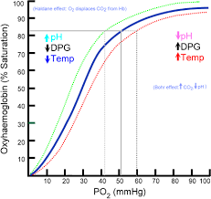 gas exchange boundless anatomy and physiology