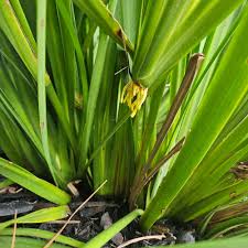Image result for Dietes flavida
