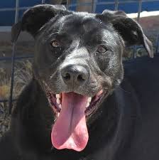 Nowadays mixed breed dogs are the top trend, and everyone craves to know complete details. Perfect Protective Pouches Serving Carson City For Over 150 Years