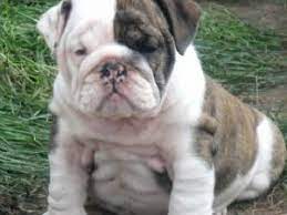 Don't just pick a puppy randomly from any english bulldog puppy for sale site. English Bulldog Puppies In Florida