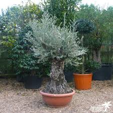 Pin On Olive Tree