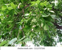 Image result for Millettia pinnata