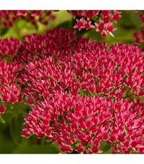 Image result for Sedum ruwenzoriense