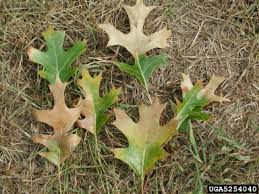 Dnr Oak Wilt