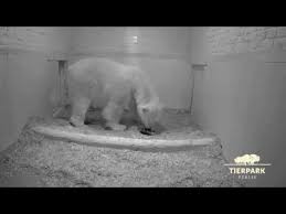 How long is the gestation period of polar bears? Berlin Polar Bear Gives Birth To A New Cub Youtube