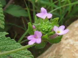 Image result for Lantana rugosa