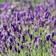 The flower color ranges from pale lilac to deep royal purple lavender flowers of hidcote there are many lavender color choices for the flowers. Lavender Munstead Plants For Sale Online Fragrant Easy To Grow Bulbs