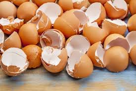يتصلب البيض بسرعة بحيث يتطور داخل وأكثر الأماكن حماية. Ø·Ø±ÙŠÙ‚Ø© Ø·Ø±Ø¯ Ø§Ù„ÙˆØ²Øº Ù†Ù‡Ø§Ø¦ÙŠØ§ Ù…Ù† Ø§Ù„Ù…Ù†Ø²Ù„ Ø§Ù„Ù…Ø±Ø³Ø§Ù„