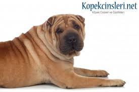 Shar Pei Ozellikleri Ve Bakimi Tarihte Bilinen En Korumaci Kopek