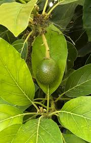 Image result for Dark Avocado 1977 Fedders