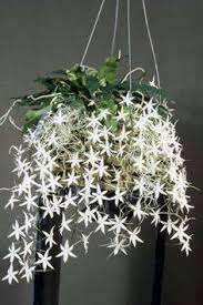  19 Bunga Orkid Ideas Tanaman Gantung Orkid Tumbuh Tumbuhan