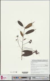 Image result for Rhabdophyllum arnoldianum