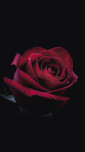 Red rose on black wallpaper and background image. Black Rose Wallpapers Download Mobcup