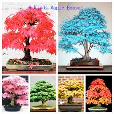 Maybe you would like to learn more about one of these? New Home Garden Plant 50seeds Northern Sugar Maple Acer Saccharum Rock Maple Fall Colors Tree Seeds Free Shipping Gardening Jasmine Garden Onegarden Seeds For Sale Aliexpress