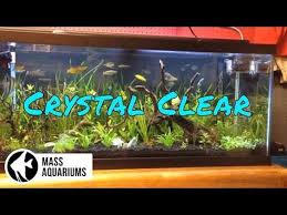 How To Keep Crystal Clear Water In Your Aquarium Clean Fish Tank Water Youtube Fish Tank Cleaning Cleaning Fish Freshwater Aquarium Fish