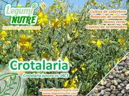 Image result for Crotalaria onobrychis