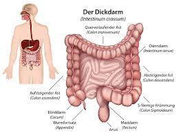 Colon transversum plastination of digestive system incredibly shows colic bands, haustra of colon and epiploic appendices clearly, amazing and awesome. Marien Hospital Marl