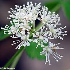 Pin On Nature Beauty Flower S