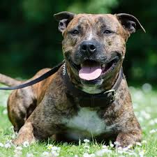 Staffordshire terriers are friendly and great with kids. American Staffordshire Terrier Charakter Pflege Passion Hund