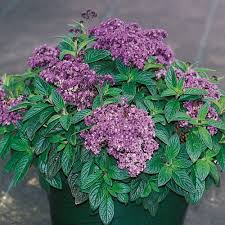 Image result for Heliotropium lineare