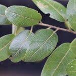 Image result for Hymenocardia