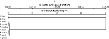 Image result for Schlechterina