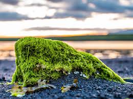 ﻿ green fungus (зеленый гриб). Plant Life Green Algae