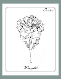The calendula or marigold or cosmos is the flower associated with october. October Marigold Line Art Birth Flower Prints
