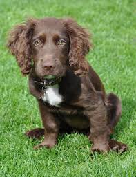 Black And Brown Working Cocker Spaniel Pin By Heather Estevez On Pupkins Cocker Spaniel Puppies Dogs Working Cocker