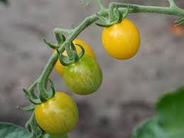 If there is a magic bullet of companion planting, it is. Tomato Snowberry Solanum Lycopersicum