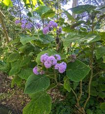 Image result for Bartlettina