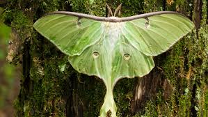 Maybe you would like to learn more about one of these? Critter Of The Week Luna Moth