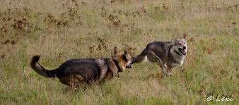 The tamaskan dog is a rare dog breed of sleddog type, originating from finland. Alegria Tamaskan Breeder