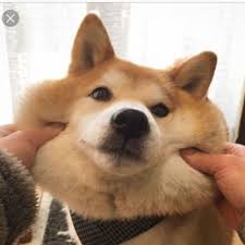 It brands itself the dogecoin killer. Shibas Shibaeveryday Twitter