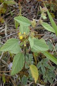 Image result for Waltheria indica